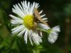 245579 – Photo : Andre Astric – France (68)