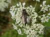 Tolmerus atricapillus