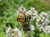 245542 – Photo : Andre Astric – France (68)