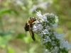 245545 – Photo : Andre Astric – France (68)