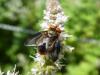 245546 – Photo : Andre Astric – France (68)