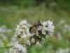 245728 – Photo : Andre Astric – France (68)