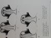 Hypocaccus divers