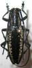 245570 – Photo : BAUER – Gabon
