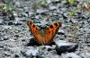 245554 – Photo : Oryctes – France (59)