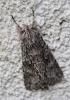 245381 – Photo : alain Roujas – France (31)