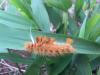 245790 – Photo : Florent – Laos