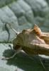 245490 – Photo : Christian Berquer – France (50)