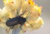 245126 – Photo : Ingo Kurtz – Espagne