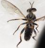 245981 – Photo : Bernard Perthuis – Guyane française