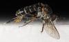245980 – Photo : Bernard Perthuis – Guyane française