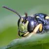 245783 – Photo : Didier Houbrechts – Belgique