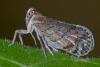 245597 – Photo : D. Martinez – Philippines