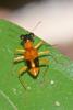 245340 – Photo : D. Martinez – Philippines
