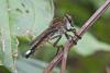 245871 – Photo : D. Martinez – Philippines