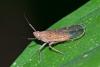 245650 – Photo : D. Martinez – Philippines