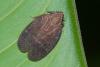 245870 – Photo : D. Martinez – Philippines