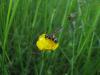 245592 – Photo : Daniel INGREMEAU – France (36)