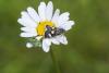 245776 – Photo : pierre juliand – France (07)