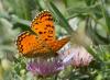 245220 – Photo : Nicolas Helitas – Espagne