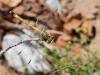 245223 – Photo : Lionel Casset – Namibie