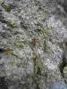 245531 – Photo : André MIQUET – France (73)