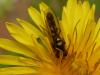 245846 – Photo : Denis Bucaille – France (60)