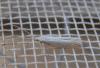 245567 – Photo : Dominique THAUVIN – France (45)