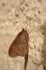 245318 – Photo : patrick derennes – France (44)