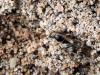 245298 – Photo : Lionel Casset – Namibie