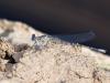 245310 – Photo : Lionel Casset – Namibie