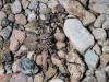 245255 – Photo : Lionel Casset – Namibie