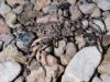 245256 – Photo : Lionel Casset – Namibie