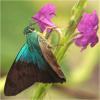 245370 – Photo : Benoit Guillon – Panama