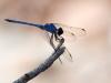 245333 – Photo : Lionel Casset – Namibie