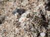 245296 – Photo : Lionel Casset – Namibie