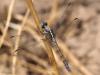 245225 – Photo : Lionel Casset – Namibie