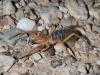 245254 – Photo : Lionel Casset – Namibie