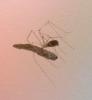 Pholcus phalangioides