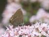 245181 – Photo : Sylvain Houpert – France (01)