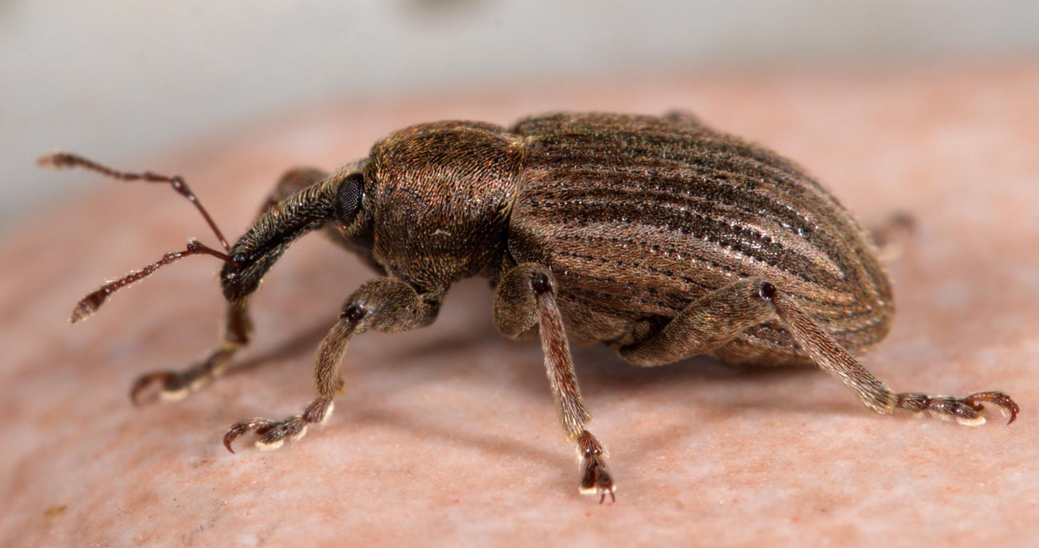 Jérémie Lemarié - Hypera (Dapalinus) striata - réf. 245438 (1500 x 791 pixels, 150 ko)