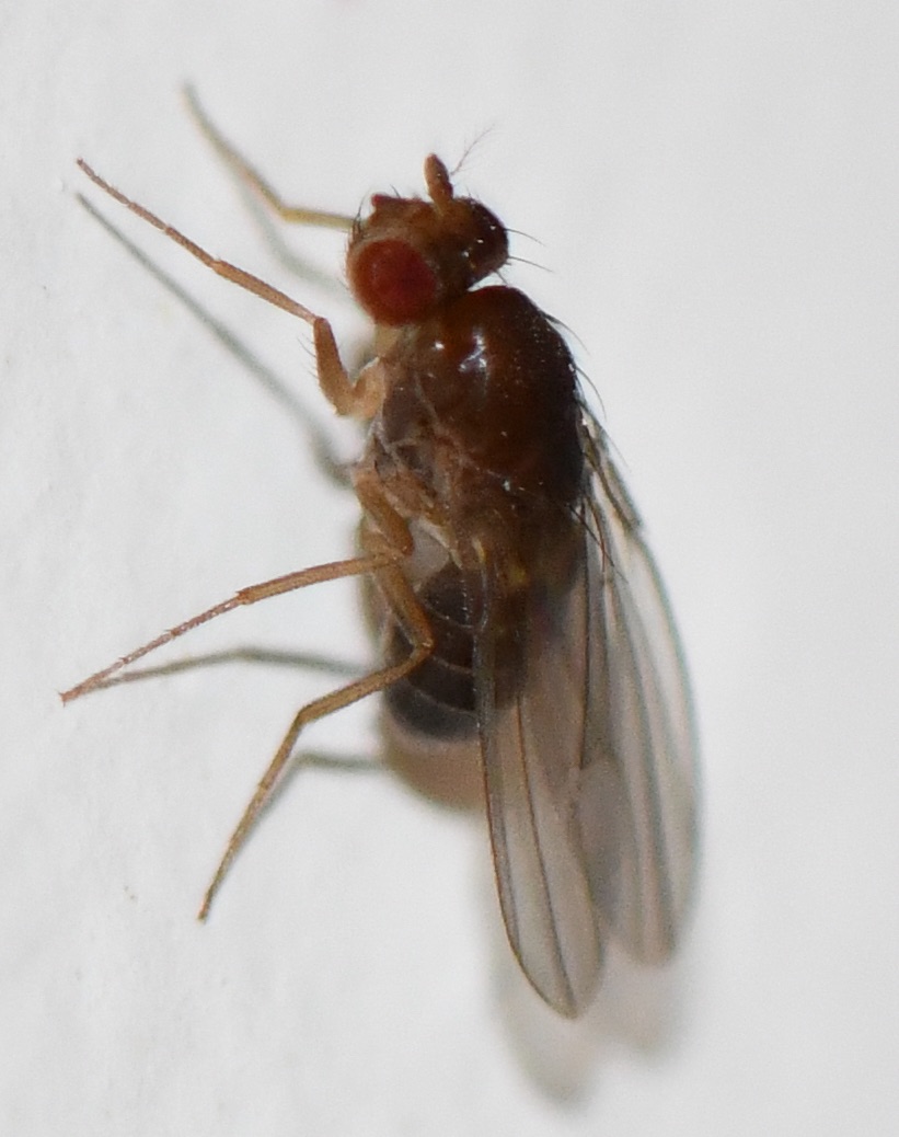 Jean-Michel GAREL - Drosophila sp. - réf. 245679 (821 x 1038 pixels, 129 ko)