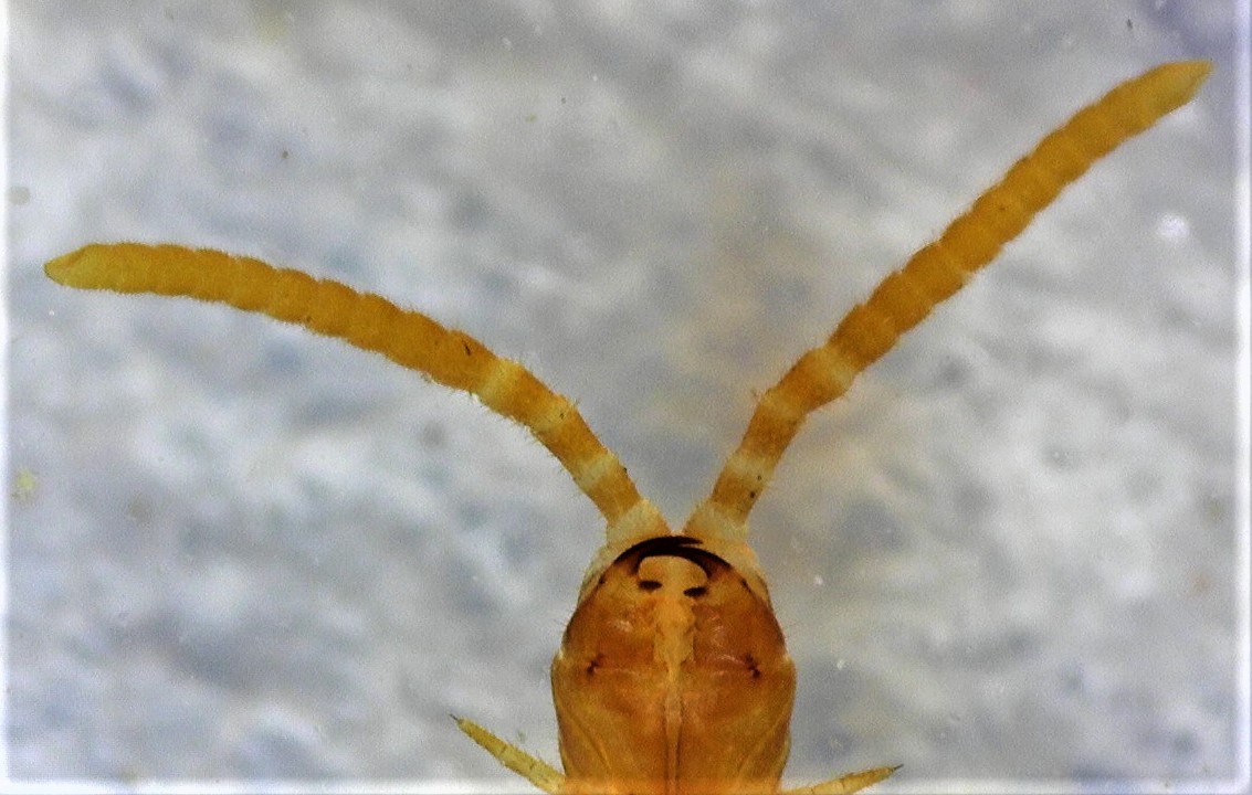 ORCHALLAN - Strigamia carniolensis - réf. 245383 (1133 x 720 pixels, 200 ko)