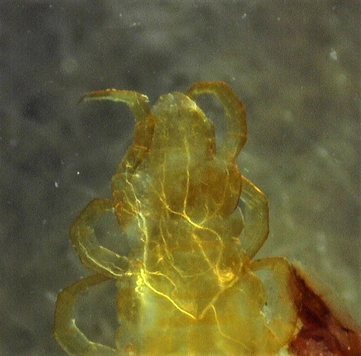 ORCHALLAN - Strigamia carniolensis - réf. 245385 (714 x 704 pixels, 182 ko)