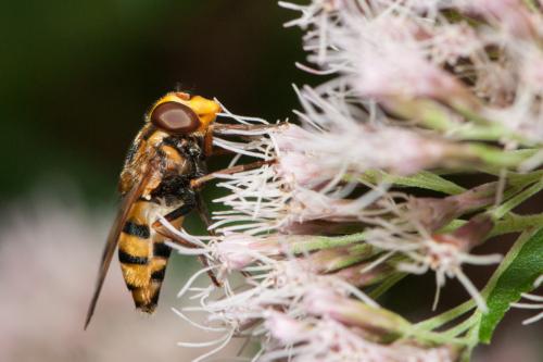 Réf. 246 406 : Volucella inanis