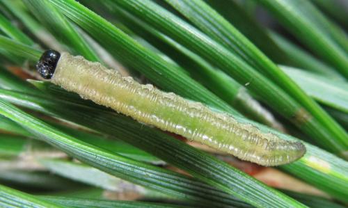 Gilpinia pallida
