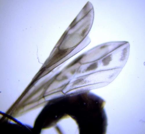 Réf. 246 959 : Wachsmannia spathiiformis
