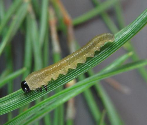 Gilpinia pallida