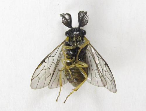 Gilpinia polytoma