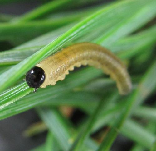 Gilpinia pallida